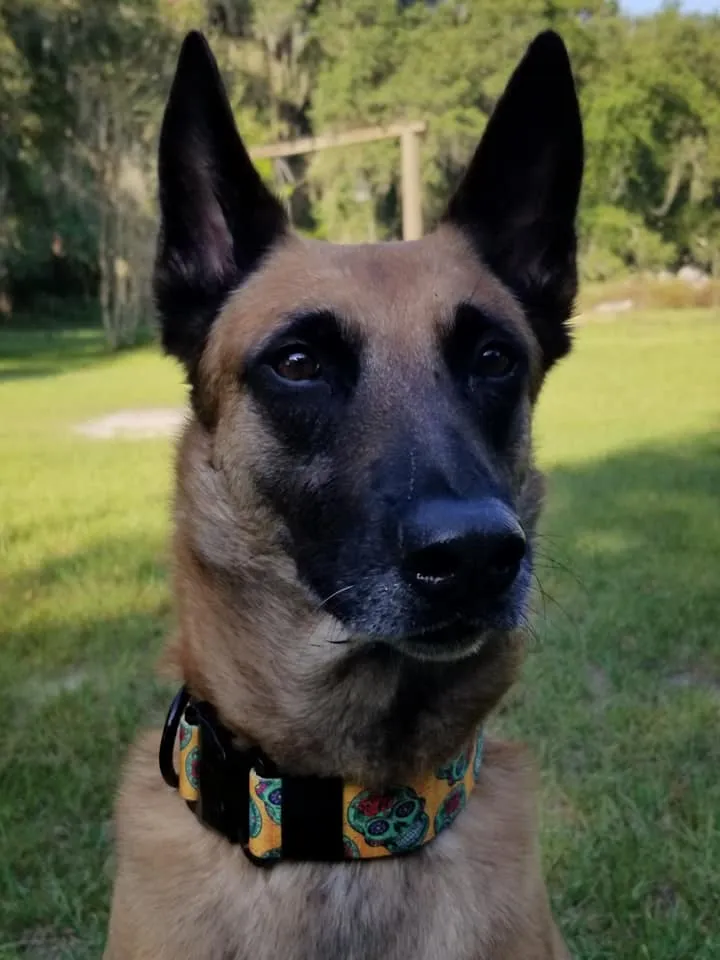 1.5" wide Rhino Sport Dog Collar