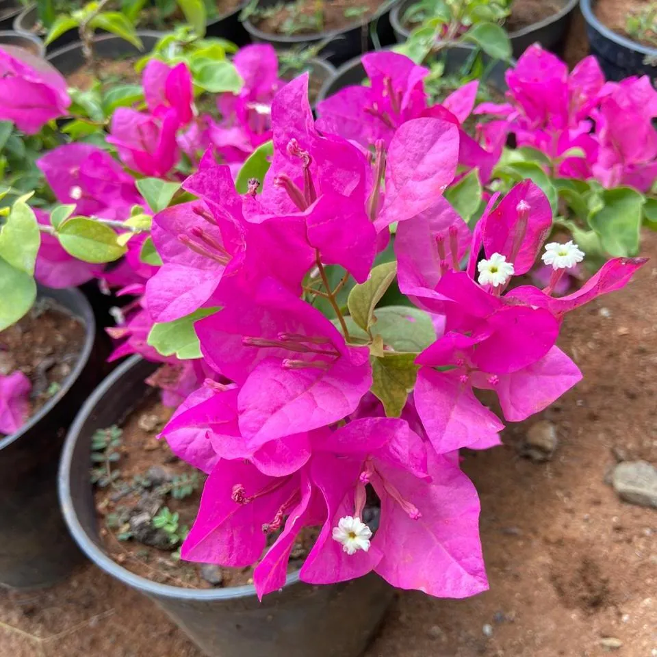 Bougainvillea ( Any Colour )
