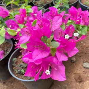 Bougainvillea ( Any Colour )
