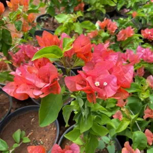 Bougainvillea ( Orange )