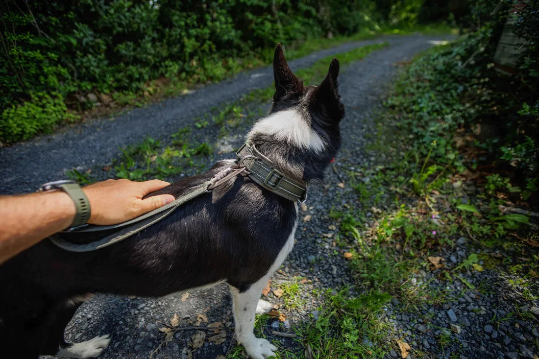 COLLIER CHIEN OUTDOOR 500