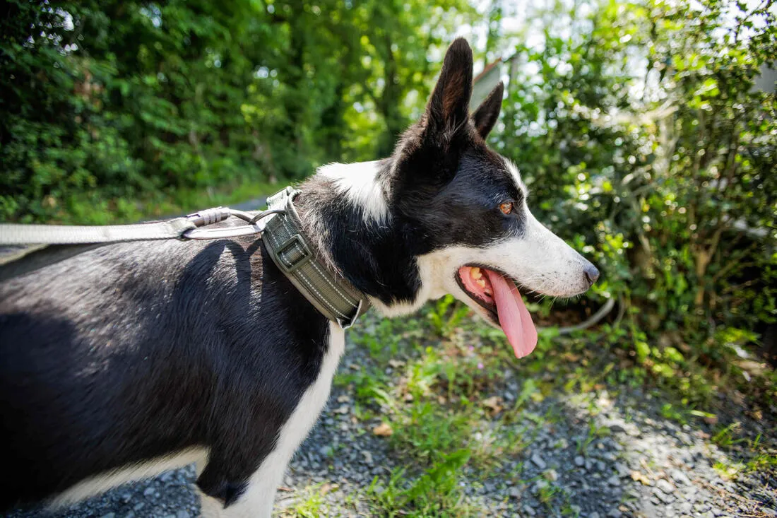 COLLIER CHIEN OUTDOOR 500