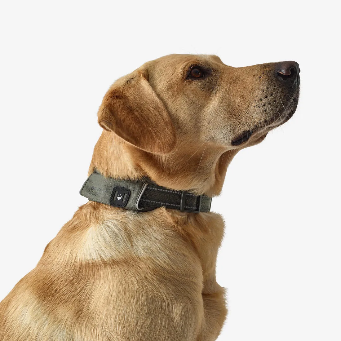 COLLIER CHIEN OUTDOOR 500