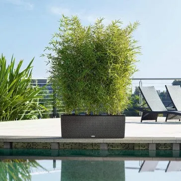 Trio Cottage Patio Planter | Outdoor Planter | Rectangle Planter